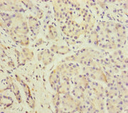 Immunohistochemistry of paraffin-embedded human pancreatic tissue using CSB-PA007156ESR2HU at dilution of 1:100