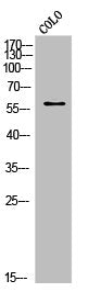 Western Blot analysis of COLO cells using Cot Polyclonal Antibody