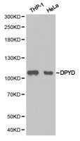 Western blot analysis of extracts of various cell lines, using DPYD antibody.