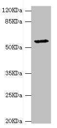 Western blot All lanes: DPYS antibody at 1.34ug/ml + Mouse liver tissue Secondary Goat polyclonal to rabbit IgG at 1/10000 dilution Predicted band size: 57 kDa Observed band size: 57 kDa