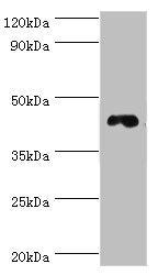 Western blot All lanes: DRD3 antibody at 6ug/ml + HepG2 whole cell lysate Secondary Goat polyclonal to rabbit IgG at 1/10000 dilution Predicted band size: 45, 41 kDa Observed band size: 45 kDa