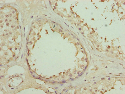 Immunohistochemistry of paraffin-embedded human testis tissue using CSB-PA007200LA01HU at dilution of 1:100