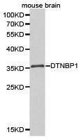 Western blot analysis of extracts of mouse brain cell lines, using DTNBP1 antibody.