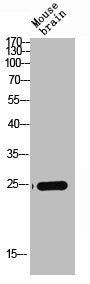 Western Blot analysis of mouse-BRAIN cells using Claudin-4 Polyclonal Antibody