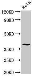 Western Blot Positive WB detected in: Hela whole cell lysate All lanes: DUSP1 antibody at 3.4ug/ml Secondary Goat polyclonal to rabbit IgG at 1/50000 dilution Predicted band size: 40 kDa Observed band size: 40 kDa