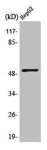 Western Blot analysis of LOVO cells using ATF-2 Polyclonal Antibody