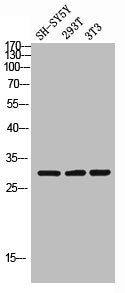 Western blot analysis of SH-SY5Y 293T 3T3 lysis using ApoOL antibody.