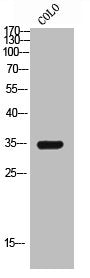 Western Blot analysis of COLO cells using GPR119 Polyclonal Antibody