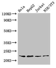 Western Blot Positive WB detected in: Hela whole cell lysate, HepG2 whole cell lysate, Jurkat whole cell lysate, NIH/3T3 whole cell lysate All lanes: RPS5 antibody at 3.2µg/ml Secondary Goat polyclonal to rabbit IgG at 1/50000 dilution Predicted b...