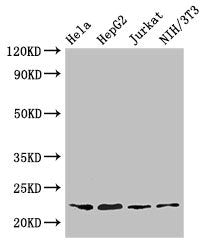 Western Blot Positive WB detected in: Hela whole cell lysate, HepG2 whole cell lysate, Jurkat whole cell lysate, NIH/3T3 whole cell lysate All lanes: RPS5 antibody at 3.2µg/ml Secondary Goat polyclonal to rabbit IgG at 1/50000 dilution Predicted b...