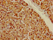 IHC image of CSB-PA007312LA01HU diluted at 1:100 and staining in paraffin-embedded human pancreatic tissue performed on a Leica BondTM system. After dewaxing and hydration, antigen retrieval was mediated by high pressure in a citrate buffer (pH 6....