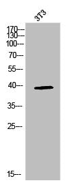 Western Blot analysis of NIH-3T3 cells using p38 Polyclonal Antibody