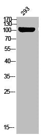 Western blot analysis of 293 using p-c-Fms (Y809) antibody.