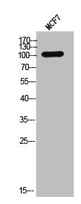 Western Blot analysis of MCF7 cells using c-Fms Polyclonal Antibody