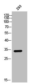Western Blot analysis of 293 cells using Olfactory receptor 2AG1/2 Polyclonal Antibody