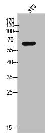 Western Blot analysis of 3T3 cells using Copine 8 Polyclonal Antibody