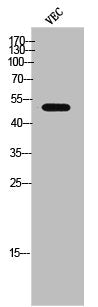 Western Blot analysis of VEC cells using Phospho-Csk (S364) Polyclonal Antibody