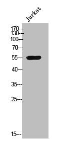 Western Blot analysis of Jurkat cells using Csk Polyclonal Antibody