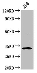 Western Blot Positive WB detected in: 293 whole cell lysate All lanes: EAPP antibody at 3.2µg/ml Secondary Goat polyclonal to rabbit IgG at 1/50000 dilution Predicted band size: 33 kDa Observed band size: 33 kDa