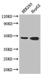 Western Blot Positive WB detected in: HEK293 whole cell lysate, HepG2 whole cell lysate All lanes: EBI3 antibody at 3µg/ml Secondary Goat polyclonal to rabbit IgG at 1/50000 dilution Predicted band size: 26 kDa Observed band size: 48 kDa