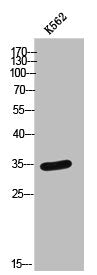 Western Blot analysis of K562 cells using PTGR2 Polyclonal Antibody
