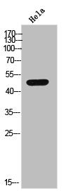 Western Blot analysis of HeLa cells using Casein Kinase Iγ2 Polyclonal Antibody