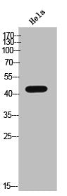 Western Blot analysis of HeLa cells using Phospho-Casein Kinase IIα (Y255) Polyclonal Antibody