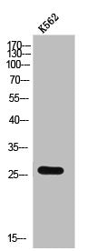 Western Blot analysis of K562 cells using CMTM2 Polyclonal Antibody