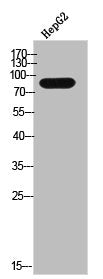 Western Blot analysis of HepG2 cells using ZNF785 Polyclonal Antibody