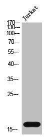 Western Blot analysis of Jurkat cells using Cystatin SN Polyclonal Antibody