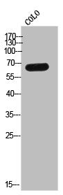 Western Blot analysis of COLO cells using Eme1 Polyclonal Antibody