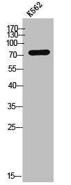 Western Blot analysis of K562 cells using Six5 Polyclonal Antibody