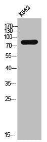 Western Blot analysis of K562 cells using ZNF420 Polyclonal Antibody