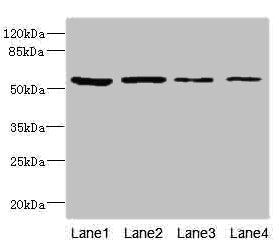 Western blot All lanes: EDIL3 antibody at 3.09µg/ml Lane 1: 293T whole cell lysate Lane 2: Hela whole cell lysate Lane 3: HepG2 whole cell lysate Lane 4: K562 whole cell lysate Secondary Goat polyclonal to rabbit IgG at 1/10000 dilution Predicted...