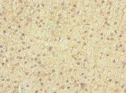 Immunohistochemistry of paraffin-embedded human adrenal gland tissue using CSB-PA007399ESR2HU at dilution of 1:100