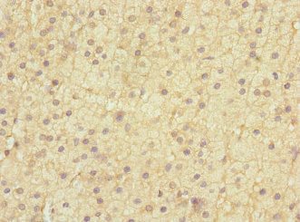Immunohistochemistry of paraffin-embedded human adrenal gland tissue using CSB-PA007399ESR2HU at dilution of 1:100