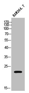Western Blot analysis of RAW264.7 cells using Mob3C Polyclonal Antibody