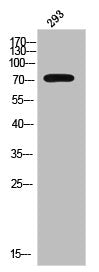Western Blot analysis of 293 cells using Phospho-Catenin-β (Y654) Polyclonal Antibody