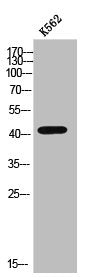 Western Blot analysis of K562 cells using Cathepsin D Polyclonal Antibody