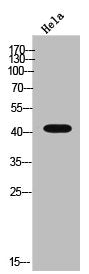 Western Blot analysis of HeLa cells using Cathepsin D Polyclonal Antibody