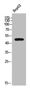 Western Blot analysis of HEPG2 cells using MCT14 Polyclonal Antibody