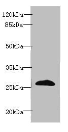 Western blot All lanes: EFNA3 antibody at 2ug/ml + HepG2 whole cell lysate Secondary Goat polyclonal to rabbit IgG at 1/10000 dilution Predicted band size: 27, 24 kDa Observed band size: 27 kDa