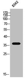 Western Blot analysis of K562 cells using CD272 Polyclonal Antibody