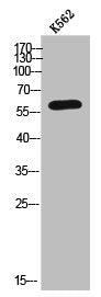 Western Blot analysis of K562 cells using Arylsulfatase K Polyclonal Antibody