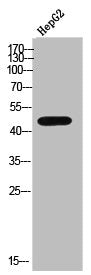 Western Blot analysis of HepG2 cells using AR-β2 Polyclonal Antibody
