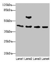 Western blot All lanes: Acta1 antibody at 2µg/ml Lane 1: Mouse brain tissue Lane 2: Mouse lung tissue Lane 3: Rat muscle tissue Lane 4: Zebrafish lysate Secondary Goat polyclonal to rabbit IgG at 1/10000 dilution Predicted band size: 43 kDa Observ...