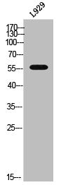 Western Blot analysis of L929 cells using CYP2A6V2 Polyclonal Antibody