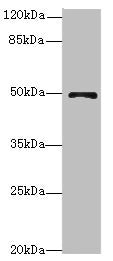 Western blot All lanes: EIF3Fantibody at 4.31ug/ml + Mouse heart tissue Secondary Goat polyclonal to rabbit IgG at 1/10000 dilution Predicted band size: 38 kDa Observed band size: 38 kDa