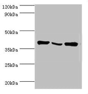 Western blot All lanes: EIF3H antibody at 6ug/ml Lane 1: NIH/3T3 whole cell lysate Lane 2: Rat brain tissue Lane 3: U251 whole cell lysate Secondary Goat polyclonal to rabbit IgG at 1/10000 dilution Predicted band size: 40 kDa Observed band size:...