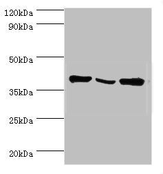 Western blot All lanes: EIF3H antibody at 6ug/ml Lane 1: NIH/3T3 whole cell lysate Lane 2: Rat brain tissue Lane 3: U251 whole cell lysate Secondary Goat polyclonal to rabbit IgG at 1/10000 dilution Predicted band size: 40 kDa Observed band size:...